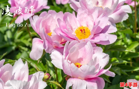 香软玉滑(林芍药)_网友热议:这种花的美丽与芬芳让人陶醉,真是春天里的绝佳选择! 香软玉滑(林芍药)_网友热议:这种花的美丽与芬芳让人陶醉,真是春天里的绝佳选择!
