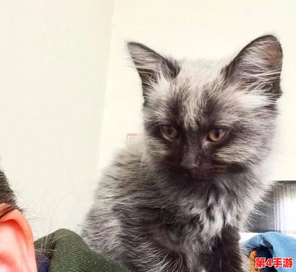 色色猫TV：网友热议其内容创意与表现形式，认为其独特风格吸引了大量年轻观众的关注和喜爱