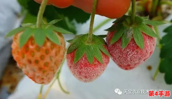 草莓湿漉漉是好事还是恶性？专家解析湿润环境对草莓生长的影响及其潜在风险与收益