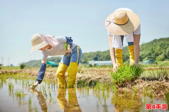 夫妻插秧100种方法图片大全：从传统技巧到现代科技，助您轻松完成插秧工作，共享丰收乐趣