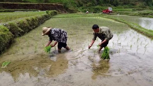 夫妻插秧100种方法图片大全：从传统技巧到现代科技，助您轻松完成插秧工作，共享丰收乐趣